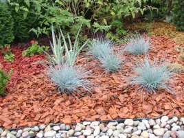 kostrzewa-sina-festuca-glauca-niebieska-trawa-p9