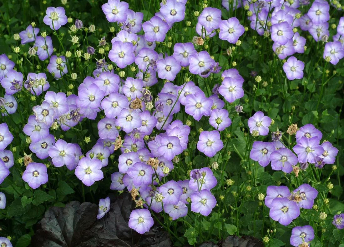 dzwonek-samantha-campanula-p9