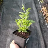 dzwonek-samantha-campanula-p9-rodzaj-rosliny-dzwonki