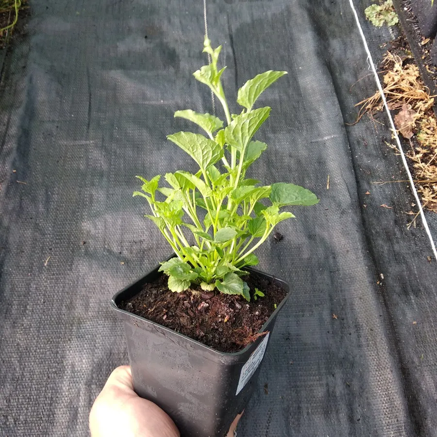 dzwonek-samantha-campanula-p9-rodzaj-rosliny-dzwonki