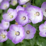 dzwonek-samantha-campanula-p9-waga-z-opakowaniem-0-5-kg