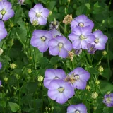 dzwonek-samantha-campanula-p9-roslina-w-postaci-sadzonka-w-pojemniku-05-1l