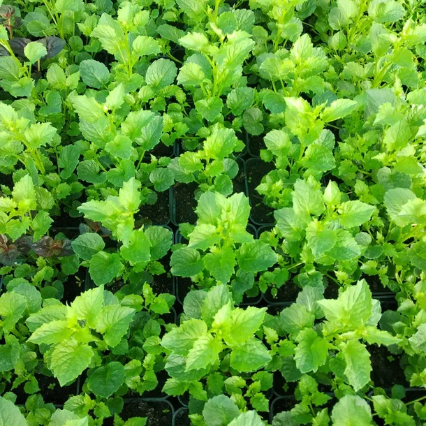 dzwonek-samantha-campanula-p9-wysokosc-sadzonki-15-cm