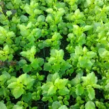 dzwonek-samantha-campanula-p9-wysokosc-sadzonki-15-cm