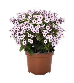 floks-early-blush-pop-pbr-phlox-paniculata-p9