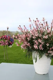 gaura-lindheimera-graceful-light-pink-pbr-gaura-p9