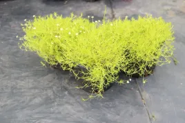 karmnik-oscisty-aurea-sagina-subulata-p9