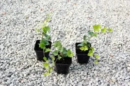 bluszcz-pospolity-hedera-helix-doniczka-p9