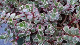 rozchodnik-kaukaski-tricolor-sedum-spurium-p9