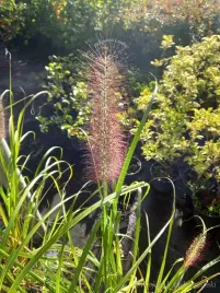 rozplenica-japonska-red-head-na-koniec-lata