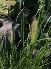 rozplenica-japonska-hameln-do-kazdego-ogrodu