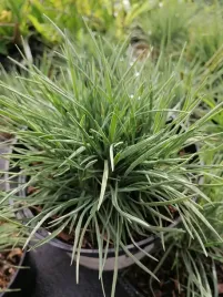 strzeplica-sina-na-skalniak