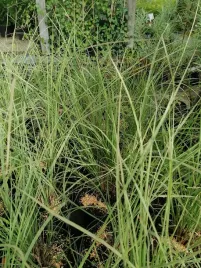 przyostnica-lindheimera-na-taras-i-balkon