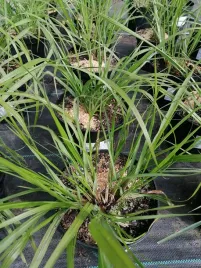 rozplenica-japonska-black-beauty-na-taras-i-balkon