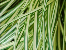 turzyca-evergold-sadzonka-p9-trawa-ozdobna-zielono-zolta