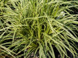 turzyca-morrowa-vanilla-ice-sadzonka-p9-trawa-ozdobna