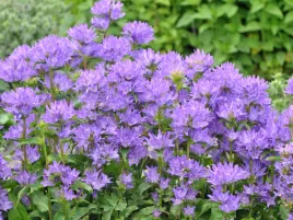 dzwonek-skupiony-freya-fioletowy-sadzonka-p9-prosty-w-uprawie-bylina