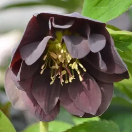 ciemiernik-double-slaty-blue-helleborus-kwiaty-idealne-do-ogrodu