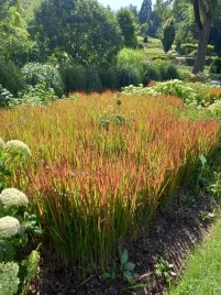 imperata-cylindryczna-red-baron-barwny-akcent-do-ogrodu