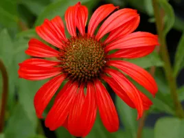 jezowka-tomato-soup-echinacea-sadzonka-p9-czerwone-kwiaty-bylina