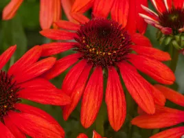jezowka-echinacea-red-pearl-czerwone-kwiaty-p9