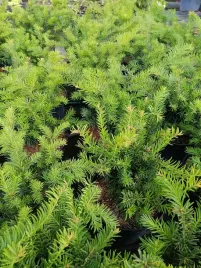 cis-pospolity-repandens-okrywowy-do-ogrodu