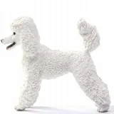 pudel-duzy-marka-schleich
