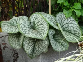 brunera-wielkolistna-sea-heart-sadzonka-p9-srebrne-liscie-w-ksztalcie-serca