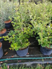 lilak-meyera-palibin-karlowa-odmiana