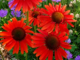 jezowka-hot-lava-sadzonka-p9-czerwona-wysoka-bylina