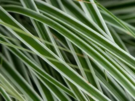 turzyca-oszimska-everest-sadzonka-p9-bialo-zielona-trawa-ozdobna