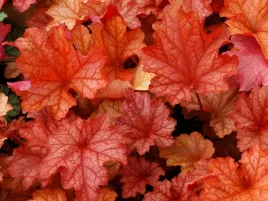 zurawka-paprika-czerwone-liscie-bylina-do-ogrodu-sadzonka-p9