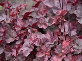 zurawka-neptune-ciemne-liscie-do-ogrodu-bylina-wieloletnia-p9