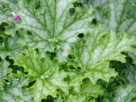 zurawka-lime-swizzle-kolorowe-liscie-sadzonka-p9-roslina-ozdobna