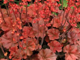 zurawka-cherry-cola-czerwone-brazowe-liscie-sadzonka-p9