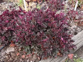 zurawka-can-can-ciemne-liscie-bordowo-srebrna-piekna-bylina-sadzonka-p9