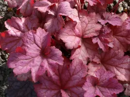 zurawka-rozowe-liscie-bylina-do-ogrodu-berry-smoothie-sadzonka-p9