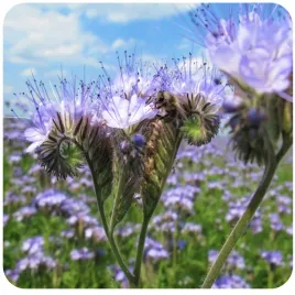 facelia-blekitna-stala-nasiona-kwalifikowane-c-1-miododajna-poplon-10kg