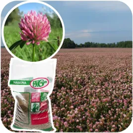 koniczyna-lakowa-czerwona-nasiona-kwalifikowane-roslina-miododajna-1kg