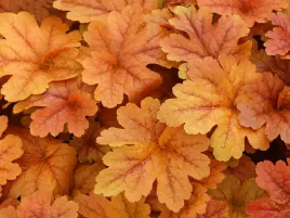 zuraweczka-buttered-rum-jesienna-barwa-lisci-piekna-sadzona-p9