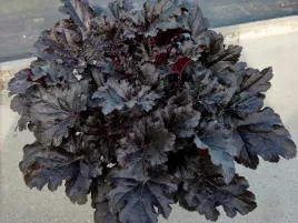 zurawka-ciemne-liscie-do-ogrodu-sklaniak-rabata-timeless-night-sadzonka-p9