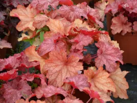 zurawka-heuchera-rio-sadzonka-p9-czerwono-bursztynowa-wyjatkowo-piekna