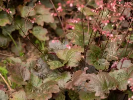zurawka-heuchera-rachel-sadzonka-p9-zielono-rozowa
