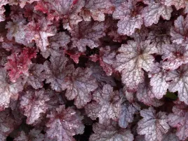 zurawka-plum-pudding-bordowe-liscie-ozdobna-bylina-do-ogrodu-sadzonka-p9