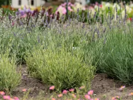 lawenda-posrednia-platinum-blonde-ozdobne-liscie-i-pachnace-kwiaty