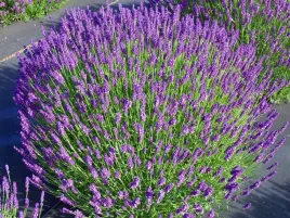 lawenda-waskolistna-hidcote-blue-sadzonka-p9-fioletowe-kwiaty