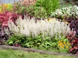 zuraweczka-white-revolution-sadzonka-p9-obfite-kwitnienie-biale-kwiaty