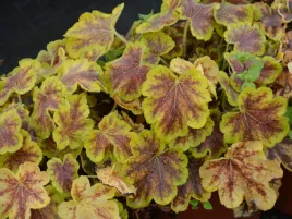 zuraweczka-solar-eclipse-sadzonka-p9-zielono-brazowa-ozdobne-liscie