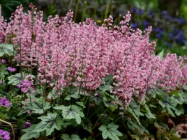 zuraweczka-pink-revolution-kolorowe-liscie-sadzonka-p9-obficie-kwitnie