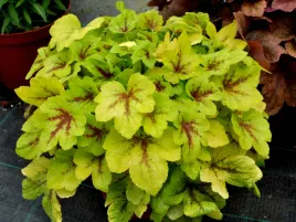 zuraweczka-heucherella-mojito-sadzonka-p9-limonkowa-biale-kwiaty